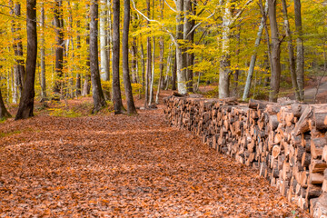 wood piles in the forest at aoutumn, timber stack near to path, wood piles on the dried leaves 