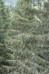 green spruce tree