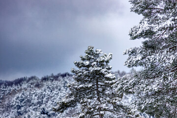 scenic view over the winterly woodland in the mountains 