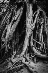 roots of tree