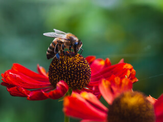 bee on a flower