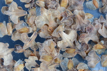 Seeds of Silver Birch, Betula pendula