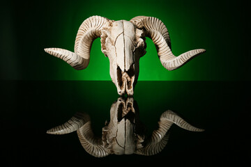 Skull of sheep on dark background