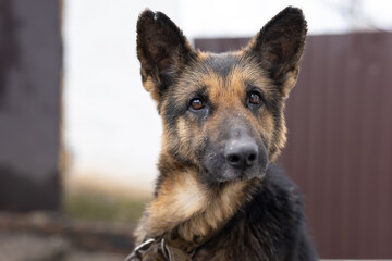 the guard dog looks at the household with a surprised look