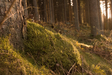 Forest in the hour of twilight