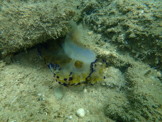Died Mediterranean jellyfish or fried egg jellyfish, Mediterranean jelly (Cotylorhiza tuberculata) undersea, Aegean Sea, Greece, Halkidiki 