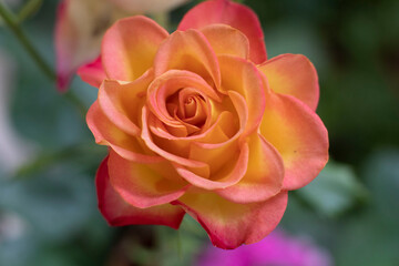petalos de una rosa con colores degrade 