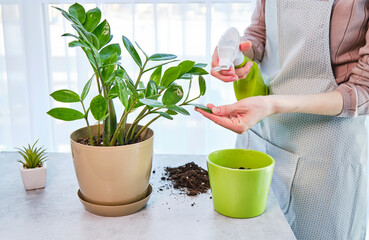 Spring Houseplant Care, repotting houseplants. Waking Up Indoor Plants for Spring. Woman is transplanting plant into new pot at home.