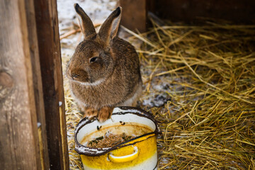 Selective focus photo. Brown rabbit in the snow.