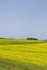 まるで黄色い絨毯のような菜の花畑