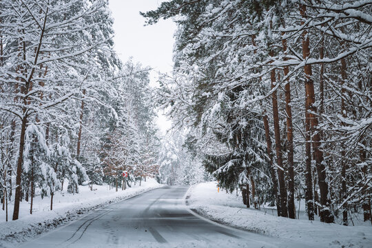 Empty road in snowy winter forest. Tall fir trees landscape. Picturesque view of snow-capped spruces on frosty day. Photo wallpaper. Fabulous nature image. Beauty of earth. Horizontal card