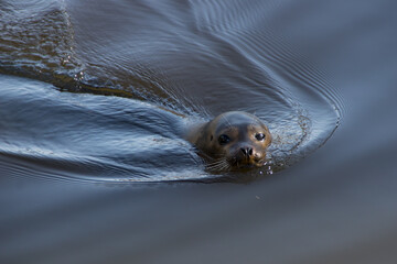 harbor seal