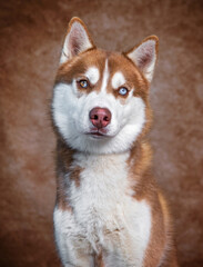 studio shot of a cute dog on an isolated background