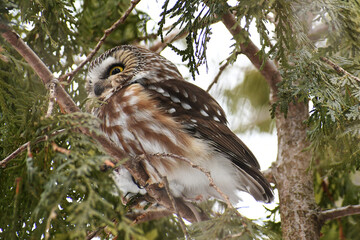 Northern Saw-whet Owl resting on a branch in the woods, with an opened eye