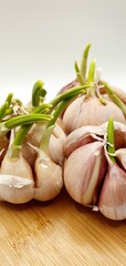 Fresh garlic with green sprouts. Coarse garlic for savory or spicy food. Chives in the kitchen.