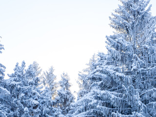 Winter forest on a frosty day, trees covered with snow