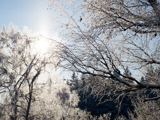 Winter forest on a frosty day, trees covered with snow