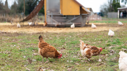 chickens in the farm