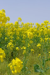 Obraz premium 力強い生命力を感じる黄色い菜の花