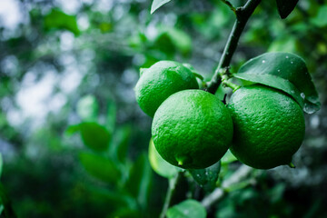 Limones en Yunguilla, Azuay - Ecuador