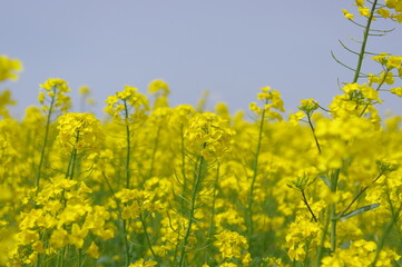 Obraz premium 力強い生命力を感じる黄色い菜の花