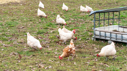 hühner ostern freiland gehege
