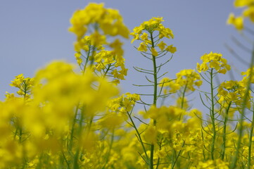 Obraz premium 力強い生命力を感じる黄色い菜の花