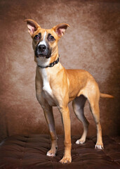 studio shot of a cute dog on an isolated background