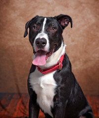 studio shot of a cute dog on an isolated background
