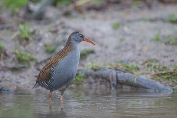 Water Rail in the reeds