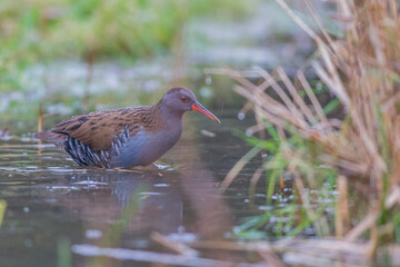 Water Rail in the reeds