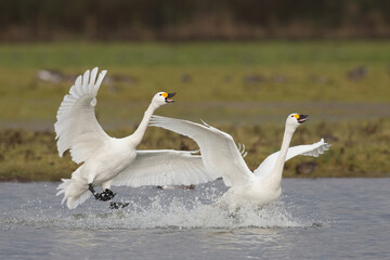 Fototapeta premium Bewick Swan Isle of Uist, Scotland. United Kingdom