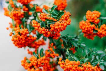 Cluster of ripening rowan berries, nature bokeh. High quality photo