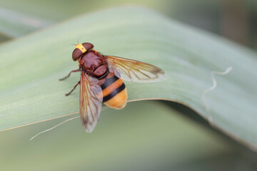 Syrphidae Hornet mimic Hover fly Volucella zonaria in close up