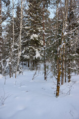 Evergreen firs in winter evening. Selective focus. Trees with branches .