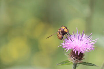 Syrphidae Hornet mimic Hover fly Volucella zonaria in close up