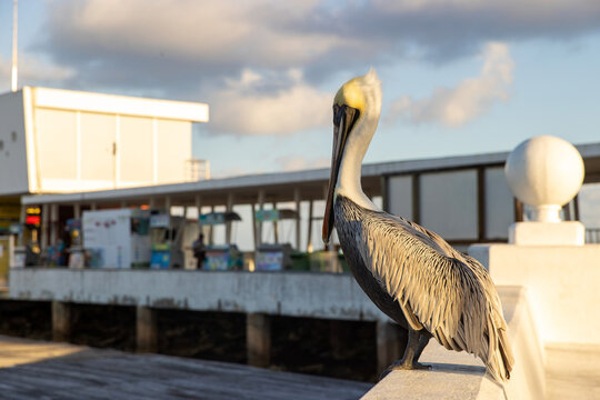 Wild pelican bird on the tropical, Caribbean island of Cozumel, Mexico in Quintana Roo.