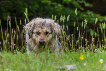 Dog in a meadow in Lovcen national park, Montenegro