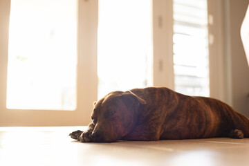 Dog lying on the tiled floor near door. Brindle dog.