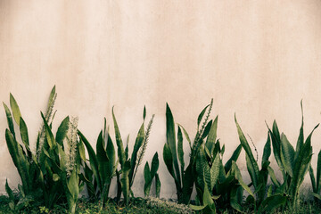 Green plant in contrast to aged Adobe wall in Mexico. Image features copy space.