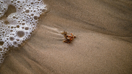 Sand closeup and ocean swell