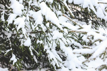 Spruce branches covered with snow. Happy New year, Merry Christmas, wintertime concept. Close up with place for text.	