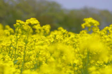 Obraz premium まるで黄色い絨毯のような菜の花畑