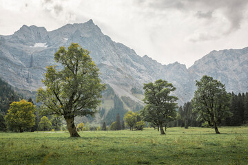 Old green maple trees in front of mountains of Karwendel at Ahornboden in Austria Tyrol.