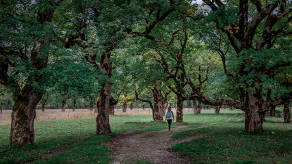 Woman hiking along footpath under old green maple trees in Karwendel at Ahornboden in Austria Tyrol.