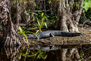 Young American Alligator basking in the sun in the Everglades
