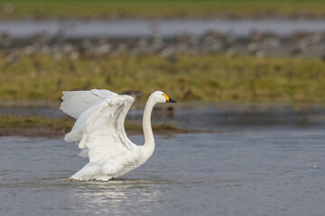 Bewick Swan Isle of Uist in Flight 