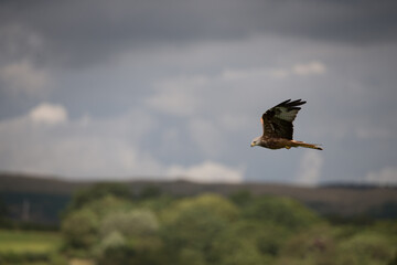 Red Kite in Flight