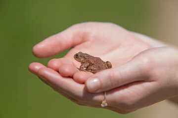 frog in hands