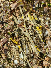 Details of tree branches on a cold wintry day